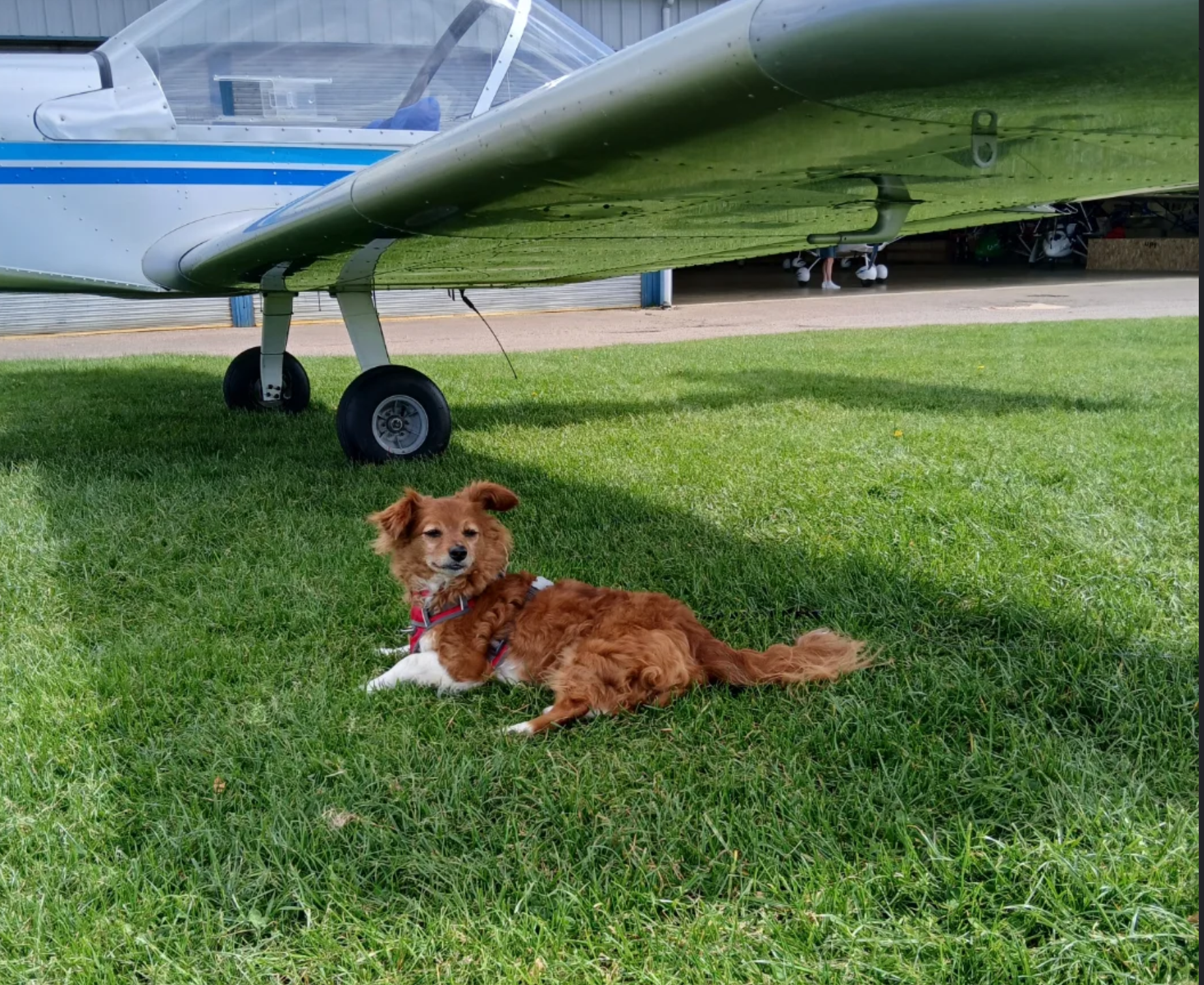 Airfield dog resting in the grass by a wing