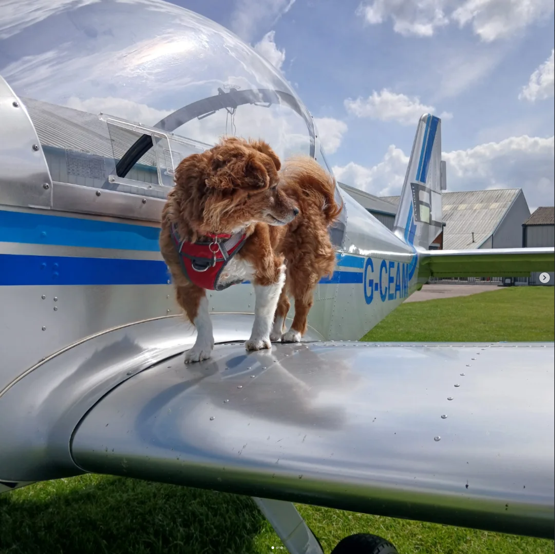 Two airfield dogs standing on a polished wing